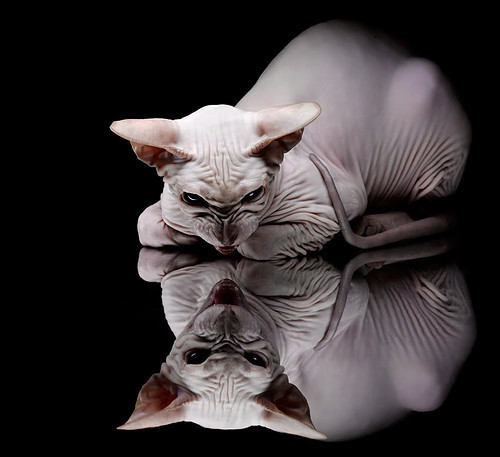 ac米兰中文官网-中超联赛外援与本土配合数据比，中超外援到位情况